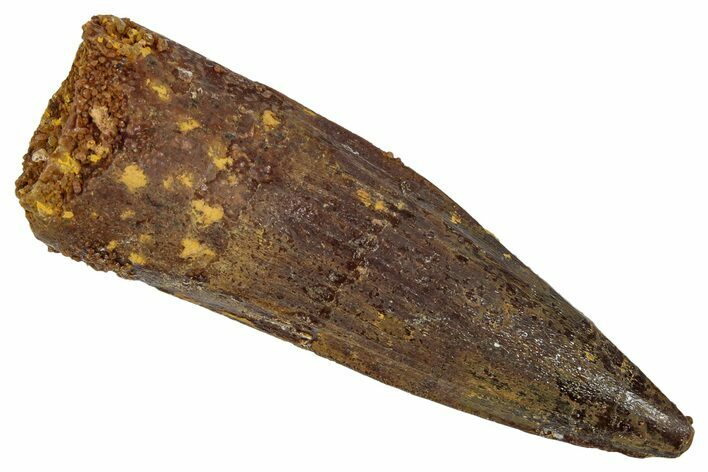 Fossil Spinosaurus Tooth - Real Dinosaur Tooth #346794